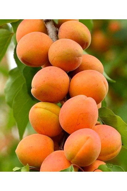 Абрикос колоновидный Компанило плоды